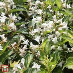 Weigela Florida 'Milk And Honey' -Plants Sale T66531 WEIG 1
