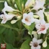 Weigela Florida 'Milk And Honey' -Plants Sale T66531 WEIG 2