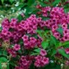Weigela 'Minuet' -Plants Sale T66532 WEIG 1