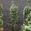 Amelanchier Alnifolia 'Obelisk' -Plants Sale T67856 AMEL 1