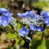 Hydrangea Macrophylla 'Zorro' -Plants Sale T68013 HYDR 1