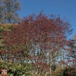 Acer Palmatum 'Trompenburg'