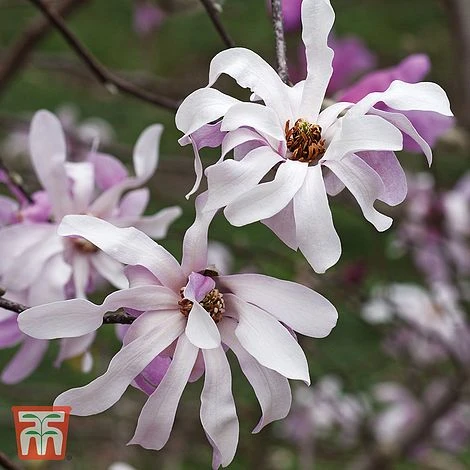 Magnolia X Loebneri 'Leonard Messel' 3 Magnolia X Loebneri 'Leonard Messel'
