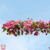 Crab Apple 'Indian Magic' -Plants Sale T68425 CRAB 1