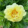 Peony 'Bartzella' 2 Peony 'Bartzella' -Plants Sale T68441 PEON 1