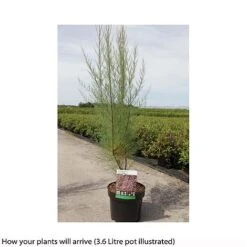 Tamarix Tetrandra -Plants Sale TAMA T66487 B h