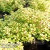 Thymus 'Archer's Gold' -Plants Sale THYM KC9145 A
