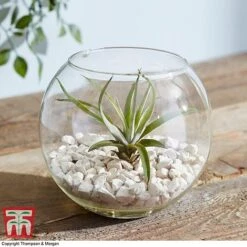 Air Plant Variety Collection -Plants Sale TILL 3492 A1