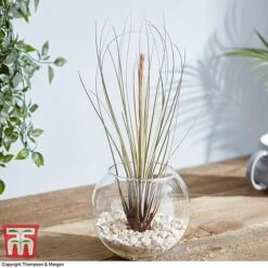 Air Plant Variety Collection -Plants Sale TILL 3492 A10