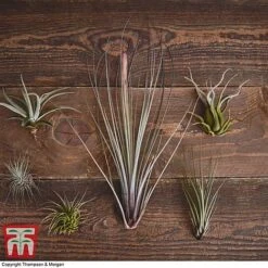 Air Plant Variety Collection -Plants Sale TILL 3492 A2