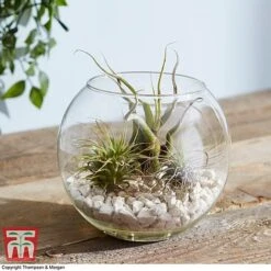 Air Plant Variety Collection -Plants Sale TILL 3492 A3