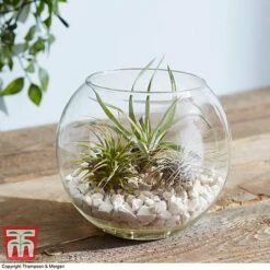 Air Plant Variety Collection -Plants Sale TILL 3492 A4