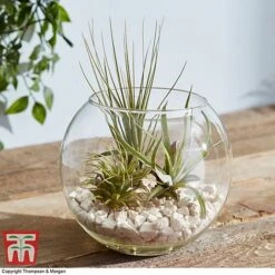 Air Plant Variety Collection -Plants Sale TILL 3492 A5