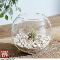 Air Plant Variety Collection -Plants Sale TILL 3492 A6