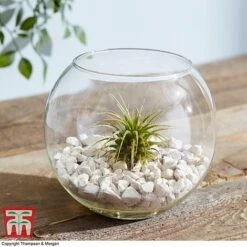 Air Plant Variety Collection -Plants Sale TILL 3492 A7
