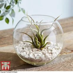 Air Plant Variety Collection -Plants Sale TILL 3492 A8