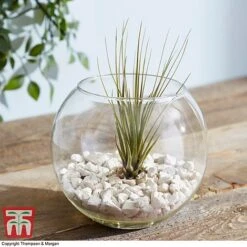 Air Plant Variety Collection -Plants Sale TILL 3492 A9