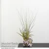 Air Plant Medium Barnacle -Plants Sale TILL BARNACLE T48836