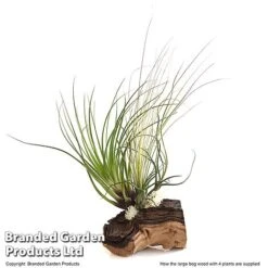 Air Plant On Bog Wood 9 Air Plant On Bog Wood -Plants Sale TILL BOGWOOD4P T48230