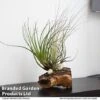 Air Plant On Bog Wood -Plants Sale TILL BOGWOOD4P T48231