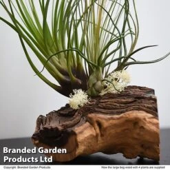 Air Plant On Bog Wood 11 Air Plant On Bog Wood -Plants Sale TILL BOGWOOD4P T48233