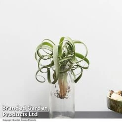 Air Plant (Tillandsia) 'Curly Slim' 9 Air Plant (Tillandsia) 'Curly Slim' -Plants Sale TILL CURLYSLIM T49617