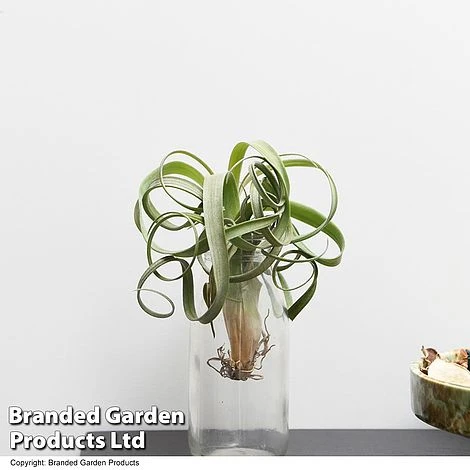Air Plant (Tillandsia) 'Curly Slim' 5 Air Plant (Tillandsia) 'Curly Slim' - Image 3