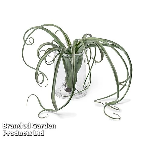 Air Plant (Tillandsia) 'Curly Slim' 6 Air Plant (Tillandsia) 'Curly Slim' - Image 4