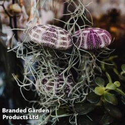 Tillandsia Usneoides 'Jellyfish'