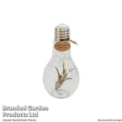 Airplant (Tillandsia) In A Light Bulb (Medium) -Plants Sale TILL LIGHTBULB T49713