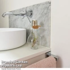 Airplant (Tillandsia) In A Light Bulb (Medium) -Plants Sale TILL LIGHTBULB T49714