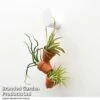 Air Plant Mini Pots On Rope -Plants Sale TILL MINIROPE T48840