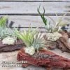 Air Plants (Tillandsia) On Mini Wooden Log -Plants Sale TILL MINIWOODE S45073A