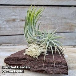 Air Plants (Tillandsia) On Mini Wooden Log -Plants Sale TILL MINIWOODE S45228C