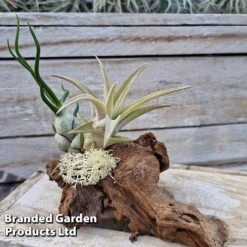 Air Plants (Tillandsia) On Mini Wooden Log -Plants Sale TILL MINIWOODE S45229B