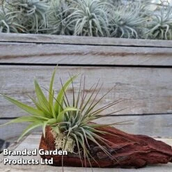 Air Plants (Tillandsia) On Mini Wooden Log -Plants Sale TILL MINIWOODE S45230A