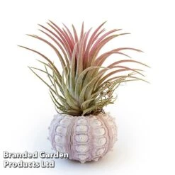 Air Plant (Tillandsia) In Sputnik Sea Urchin 8 Air Plant (Tillandsia) In Sputnik Sea Urchin -Plants Sale TILL SPUTNIKSE W46925