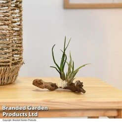 Air Plants (Tillandsia) On Mini Wooden Log -Plants Sale TILL WOODENLOG T47201