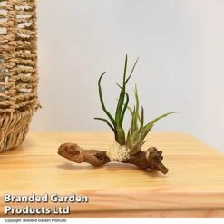 Air Plants (Tillandsia) On Mini Wooden Log -Plants Sale TILL WOODENLOG T47202