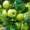 Apple 'Limelight' -Plants Sale TKA1755 APPL 1