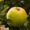 Apple 'Herefordshire Russet' -Plants Sale TKA1839 APPL 1