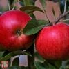 Apple 'Katy' -Plants Sale TKA1845 APPL 1
