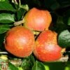 Apple 'Kidd's Orange Red' -Plants Sale TKA1849 APPL 1