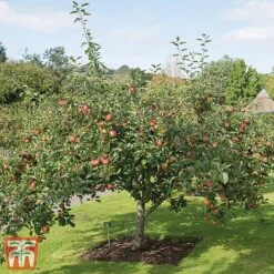Apple 'Kidd's Orange Red' -Plants Sale TKA1849 APPL 2