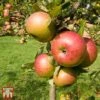 Apple 'Newton Wonder' -Plants Sale TKA1857 APPL 1