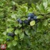 Damson 'Farleigh Damson' -Plants Sale TKA1891 DAMS 1