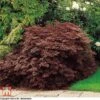 Acer Palmatum 'Dissectum'