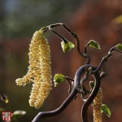 Corylus Avellana 'Twister' -Plants Sale TKA3098 CORY 2