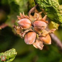 Corylus Avellana 'Twister' -Plants Sale TKA3098 CORY 3