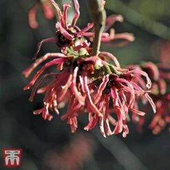 Hamamelis X Intermedia 'Ruby Glow' -Plants Sale TKA3152 HAMA 1